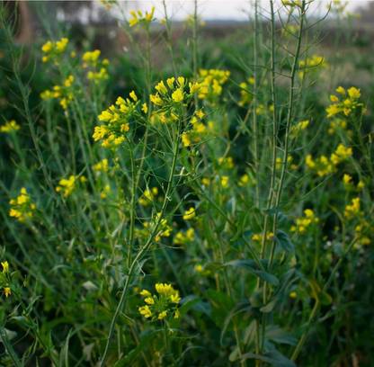 VibeX VVI-72 - Wild Rocket Arugula - (750 Seeds) Seed