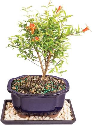 VibeX HUA-48 - Red Big Pomegranate Plant Fruit - (270 Seeds) Seed