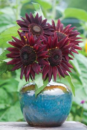 VibeX LX-98 - Chianti Sunflower - (150 Seeds) Seed