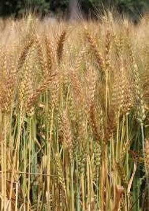 Sant Seeds LLP Wheat Seeds DBW 371(KARAN VRINDA) For Sowing Farming & Agriculture Kheti Kanak Seed