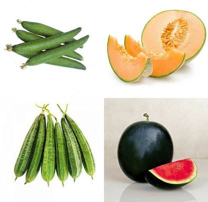 SimXotic Combo of Muskmelon, Sponge Gourd Tori, Watermelon & Ridge Gourd Tori (GMO-FREE) Seed