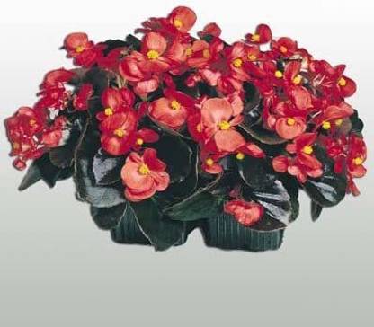 VibeX VXI Begonia Cocktail Vodka F1 Bright Scarlet Flowers Flower (30 Seeds) Seed