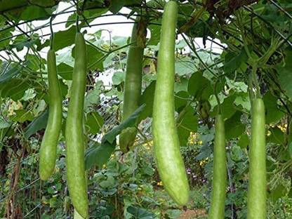CYBEXIS VXI-36 - Calabash Long Bottle Gourd - (100 Seeds) Seed