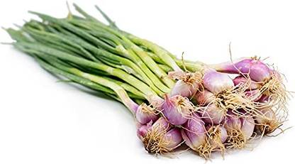 golden hills farm High Yield small onion co k2/shallot onion Seed
