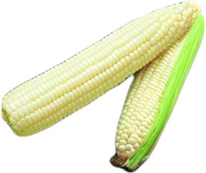 VibeX KGF -88 - Silver Queen Hybrid Corn - (250 Seeds) Seed