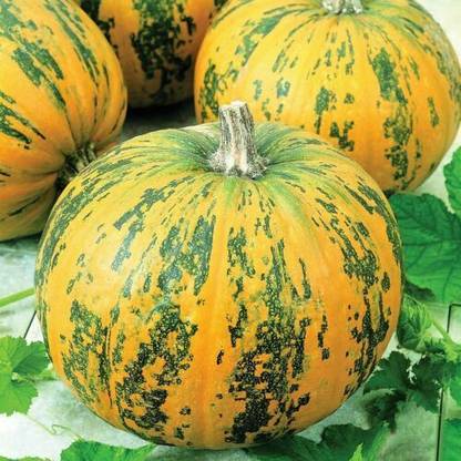 ErTh Green and Orange Pumpkin Seeds to Grow Stunning Multi Color Pumpkins Seed