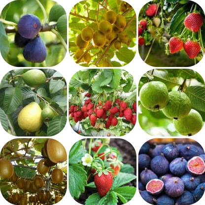 seedx Hybrid Kiwi, Strawberry, Guava, Anjeer, Combo Pack Seeds, Mega Combo Pack Seed