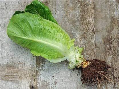 WILLVINE ATS-171 "Parris Island" Romaine Lettuce Seeds Seed