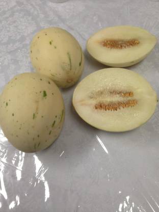 WILLVINE VVI-379 Rare White Snow Melon Seed