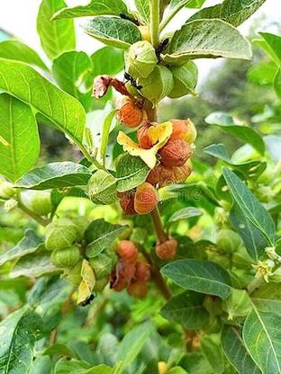 BDSresolve ashwagandha seeds for plantation Seed