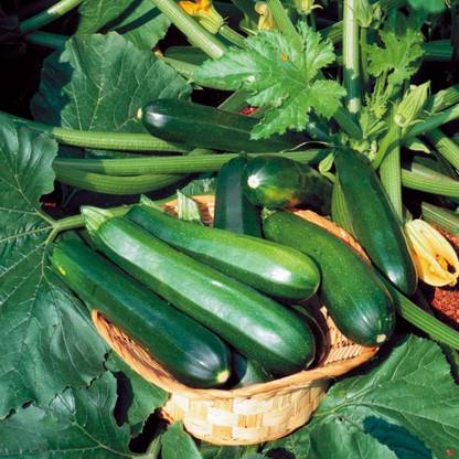 Aywal Zucchini Seed