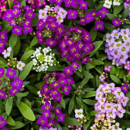 AgroAcres colorflower Seed
