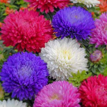 VibeX PUAS-9 - Rare Chrysanthemum Flower Plant - (270 Seeds) Seed