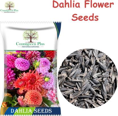 Countgreen Plus Dahlia Mixed Flower Seeds for Home and Garden Seed