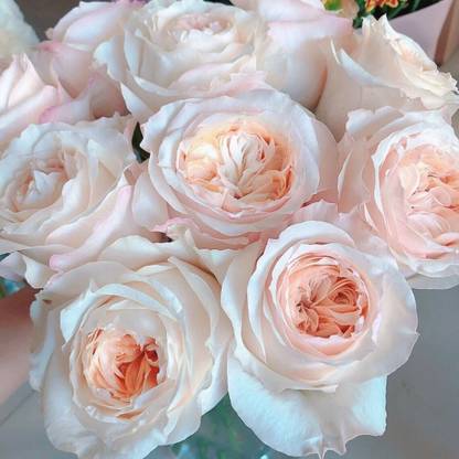 VibeX Victorian Peach Rose Seed
