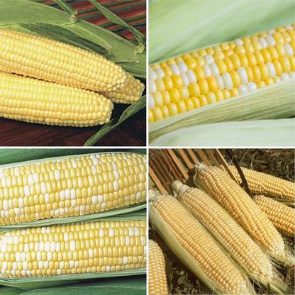 VibeX ® VXI-253 Corn Lover's 4 Different Corn Varieties Seed
