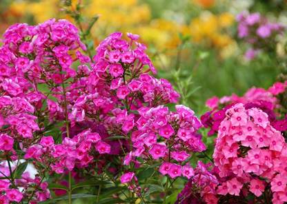Mozette Exotic phlox Seed
