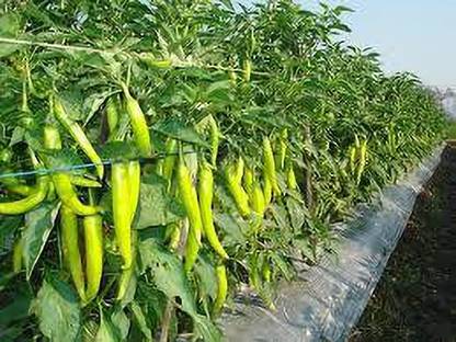 greenfarm Chilli Seeds green Chilli Mirchi Seeds organic (220 seeds) E6 Seed