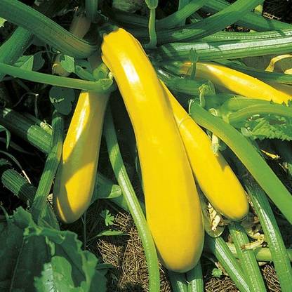 CRGO ZUCCHINI Seed