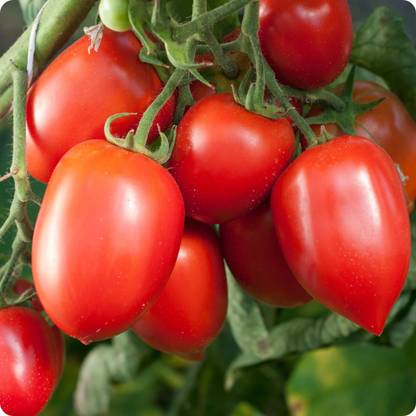 DHENU PRASAD 1930 F1 Hybrid Oval Long Tomato Seed