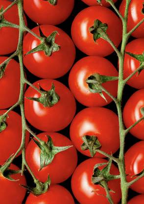 XOLDA Tomato Seed