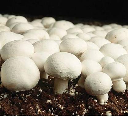 NABAT Enterprise Button Mushroom Seed spawn Seed