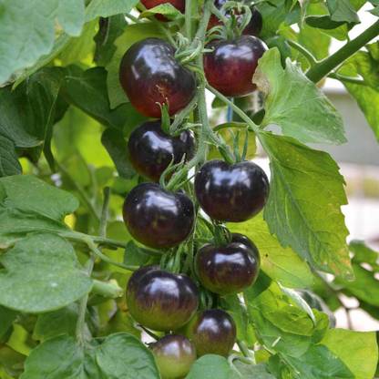 DHENU PRASAD 1531 F1 Hybrid Round Black Tomato Seed