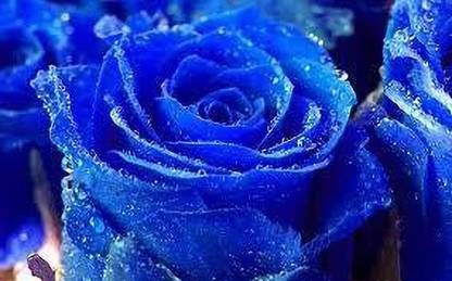 greenfarm Fragrant Rose Flower Seeds / Rosa , Gulab Seeds , 115 per Packet zx154 Seed