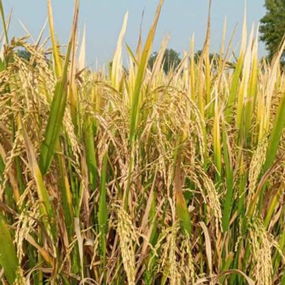 naturehils Basmati Paddy, Basmati Rice Seed-1109 for Farming & Agricalture, Basmati Seed
