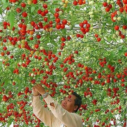 Qualtivate Tomato Seed