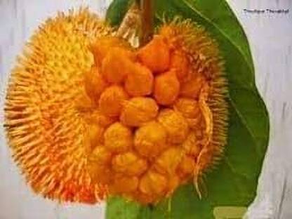SHYAM ARTOCARPUS HIRSUTUS JACK FRUIT Seed