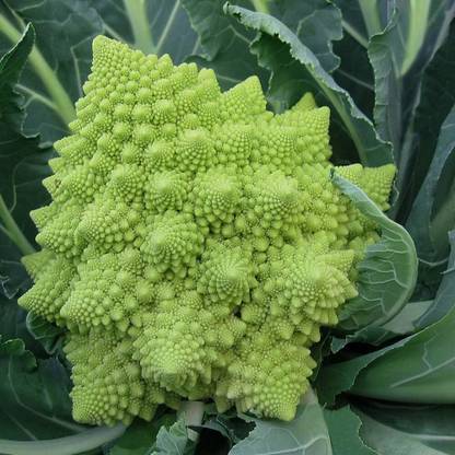 KNESSiN Veronica Cauliflower Seed