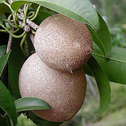 SREE Chalisa Chikoo, Sapota, Sapodilla, Naseberry Seed, Sobeda Hybird Seed
