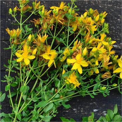 Biosnyg IAIR-98 St. Johns Wort Herb (Hypericum perforatum)-[800 Seeds] Seed