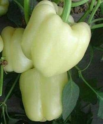 EKAKSHAR Hybrid White Capsicum Shimla mIrch शिमला मिर्च के बीज 50 Seeds 
 FG65 Seed