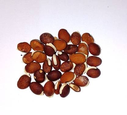 Yugroot Lablab Beans Seed
