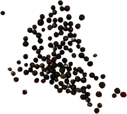 CYBEXIS F1 Hybrid Broccoli Seeds 500 Seeds Seed