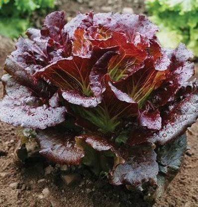 WILLVINE LX-491 Lettuce Summer Crisp Cherokee Seed