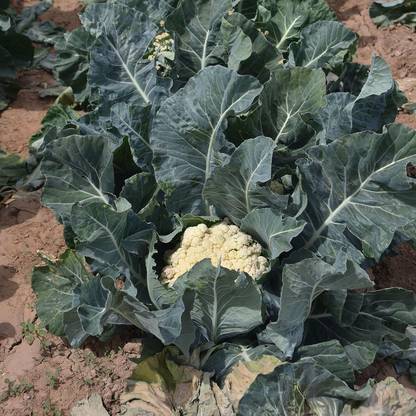 WILLVINE KGF -II Cauliflower - Song TJS- 65 - Hybrid[5g, 1500 Seeds] Seed