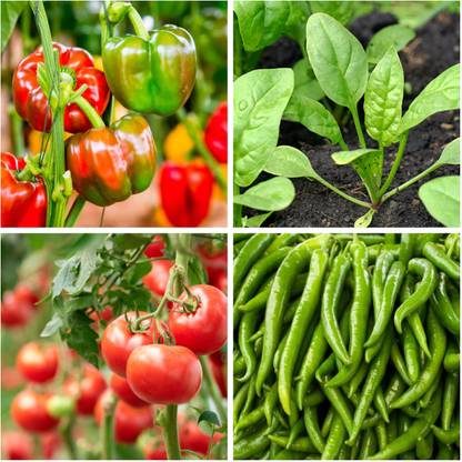 Pahadi Combo Vegetable Seeds, Pack of 4 Vegetables, Tomato, Chilli, Spinach & Capsicum Seed