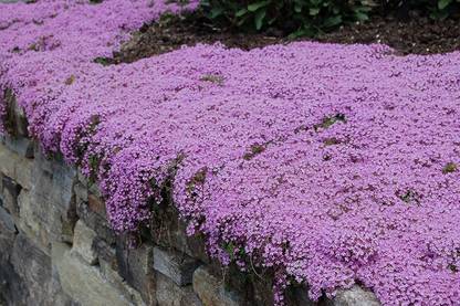VibeX ® XXL-165 Creeping Thyme-Thymus Serpyllum Seed