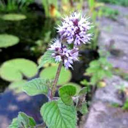 VibeX ® XLR-294 Water Mint Mentha Aquatica Seed