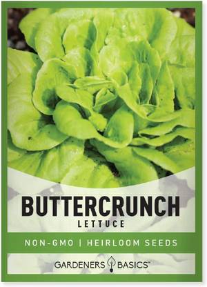CYBEXIS LXI-5 - Buttercrunch Lettuce for Planting - (150 Seeds) Seed