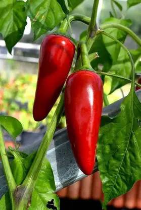 Kanu Kanu Red Bullet Chilli Seeds – High Pungency, Ideal for Home Gardening Use Seed