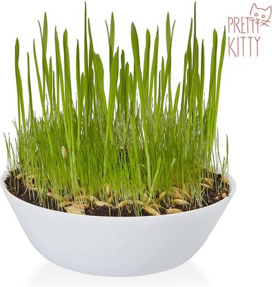 CYBEXIS Cat Treat – Fibre Supplement for Cats – Cat Grass Seed Fast Growing700 Seeds Seed