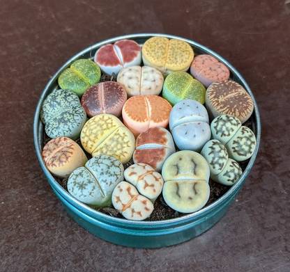 Srushtitraders Lithops Collection - Sunnyplants Succulents seeds Seed