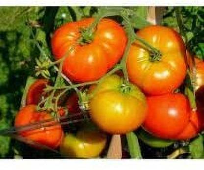 Aywal Hybrid Pusa Ruby High Yield Tomato Seed