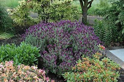 CYBEXIS ATS-33 - Anouk Spanish Lavender - (250 Seeds) Seed