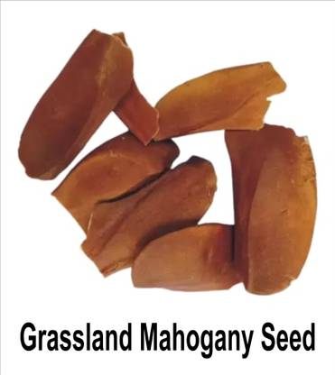 grassland Grassland Mahogany or Swietenia macrophylla seed 750g Seed