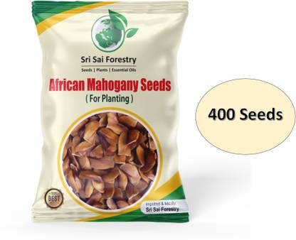 SRI SAI FORESTRY Mahogany Tree Seeds, 400 Seeds, African Mahogany Seeds for Planting Seed